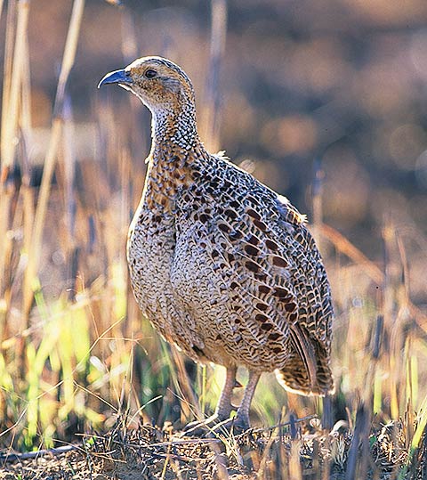 Grey-winged Francolin